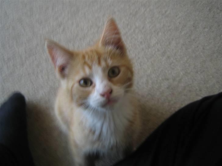 Huskat Rambo billede 2