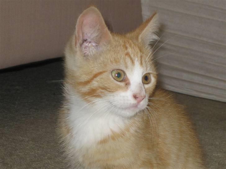 Huskat Rambo billede 3