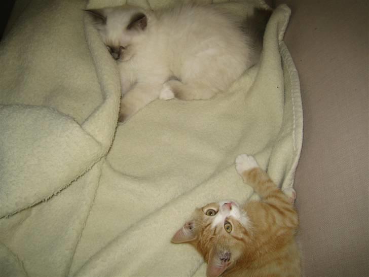 Huskat Rambo billede 5