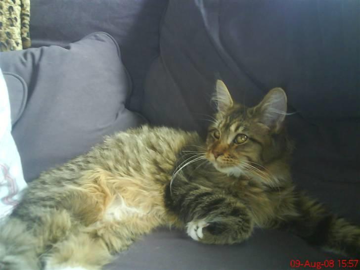 Maine Coon Dk Moviecoons honey bibi - Jeg elsker at ligge i sofaen og hygge . (7 mdr) billede 12