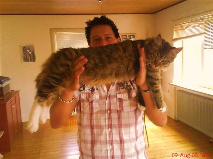 Maine Coon Dk Moviecoons honey bibi - Er jeg ikke blevet stor ? . 7 mdr, gammel. billede 13