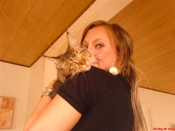 Maine Coon Dk Moviecoons honey bibi - Her sidder jeg lige på mor og kigger. (7 mdr) billede 14