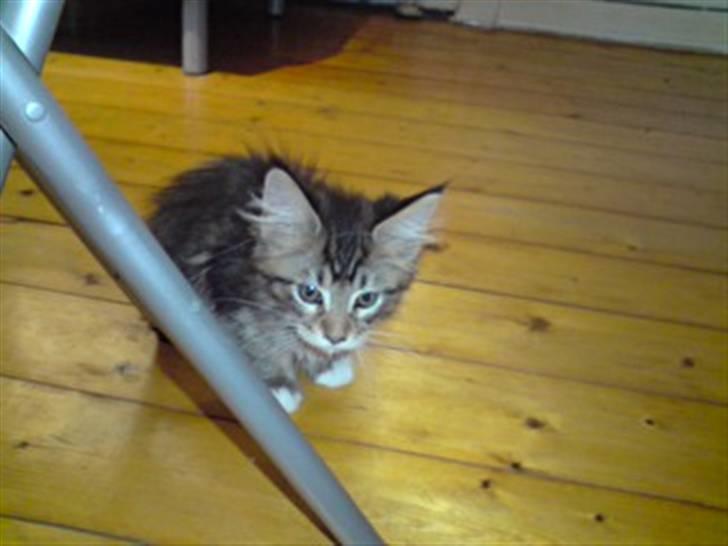 Maine Coon Dk Moviecoons honey bibi - Her er jeg iik´ særlig gammel .  (12 uger) billede 15
