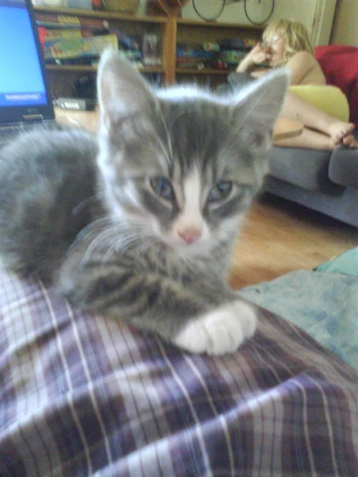 Huskat bølle  rip d 2 maj 09 billede 9