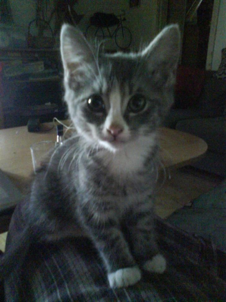 Huskat bølle  rip d 2 maj 09 billede 10