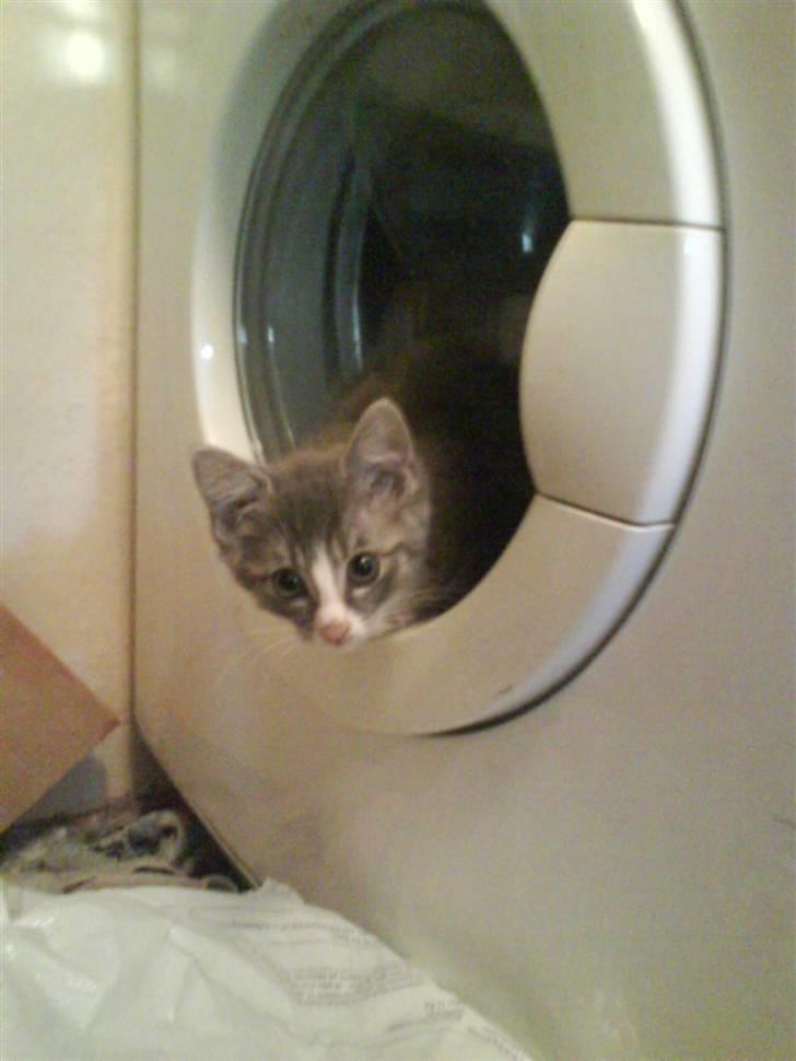 Huskat bølle  rip d 2 maj 09 - jeg skulle have et sted og gemme mig  billede 11