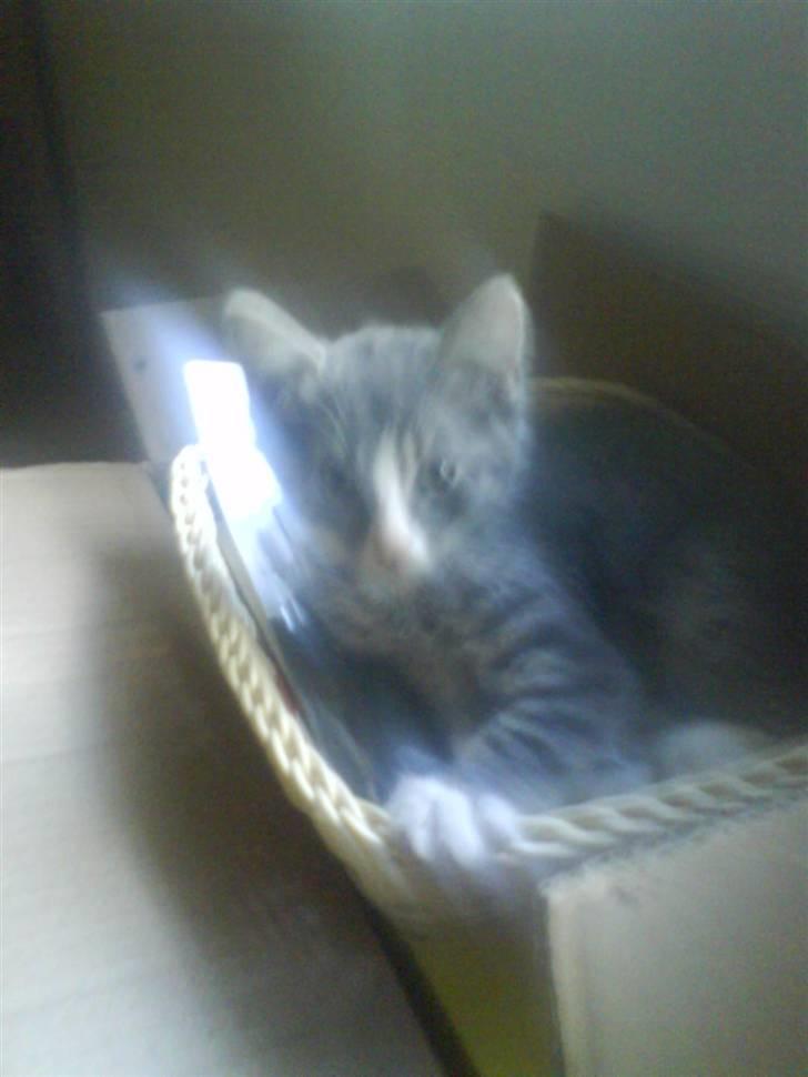 Huskat bølle  rip d 2 maj 09 billede 12