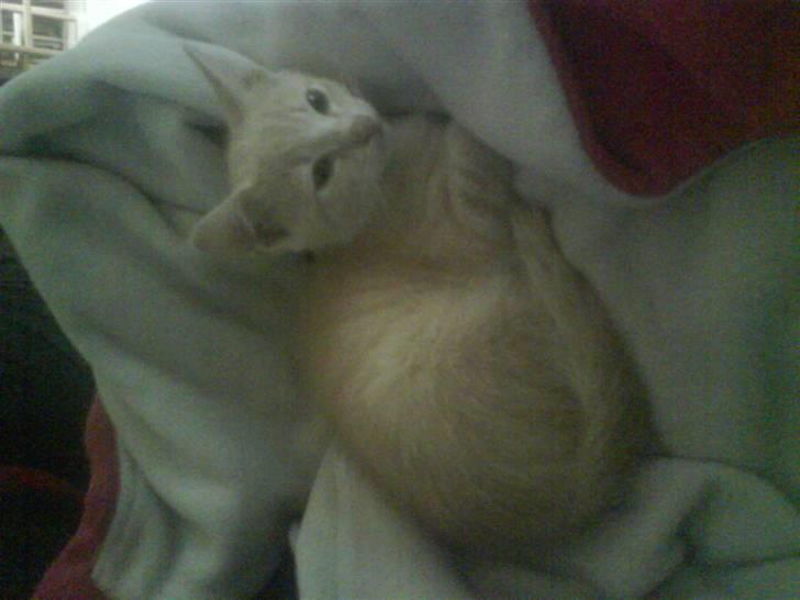 Huskat kirby :) billede 8