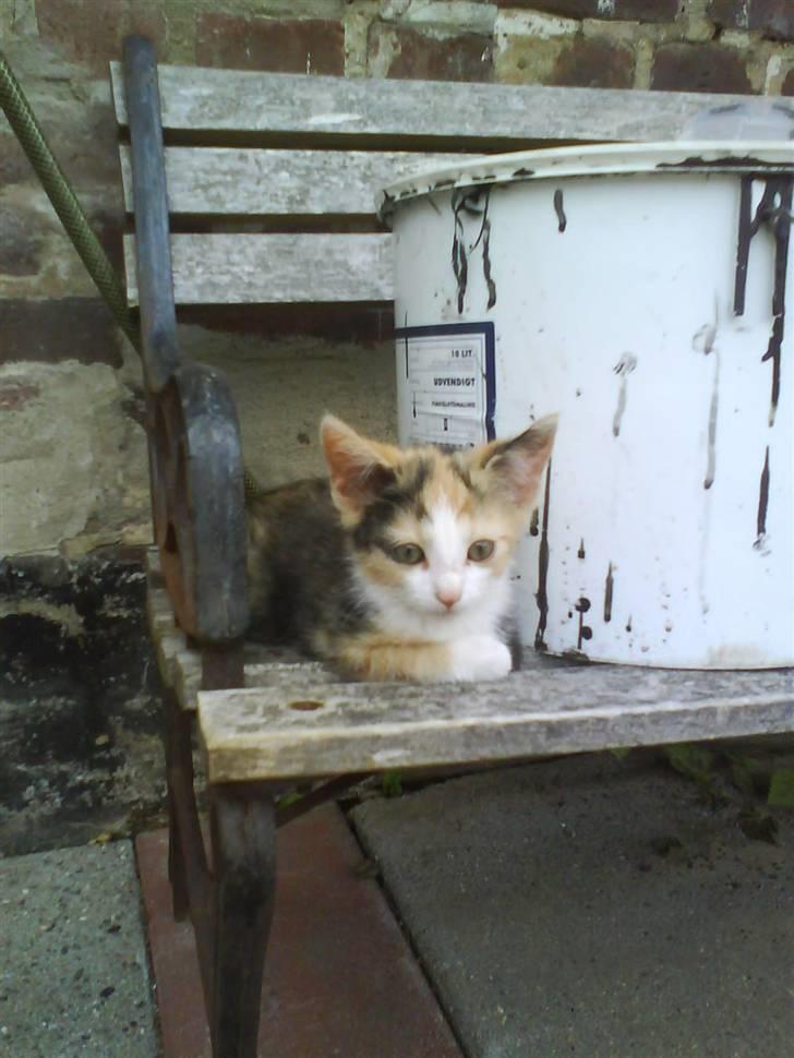 Huskat mille:) - uden for og venter på at komme ind billede 8