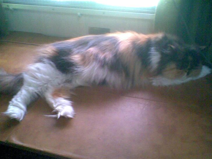 Perser Dee Dee - flad dig lidt mere ud (: billede 6