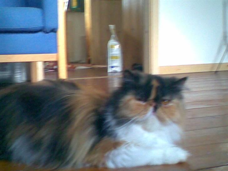 Perser Dee Dee - Du ser lidt skræmt ud kære mis? billede 7