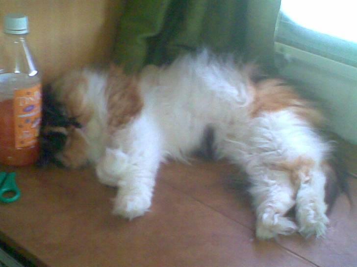 Perser Dee Dee - Sov du bare! billede 8