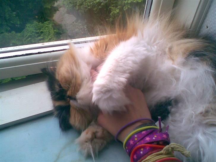 Perser Dee Dee - Hvor er hun kær. billede 9