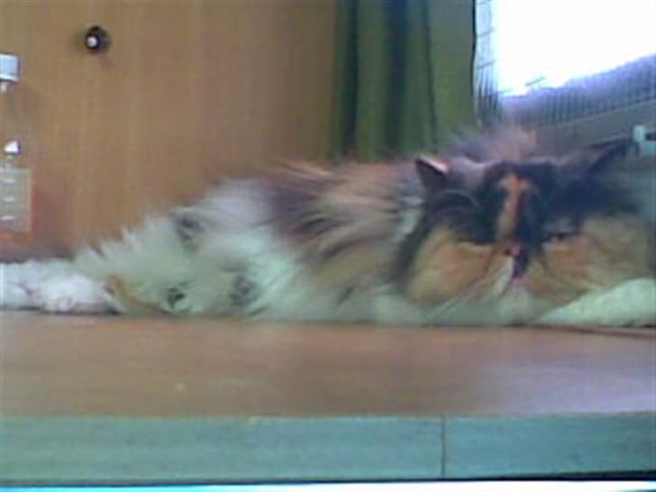 Perser Dee Dee - mhm, hvor hun kær (: billede 10