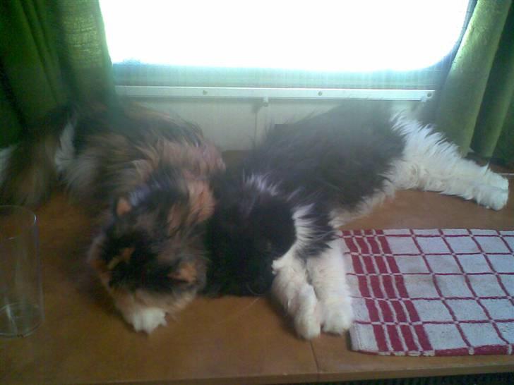 Perser Dee Dee - Dee Dee og hendes halv store Søster Lady der sover sammen. billede 11