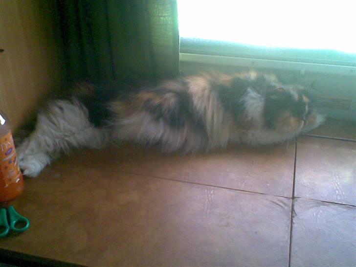 Perser Dee Dee - Det skønt at slappe af. billede 12