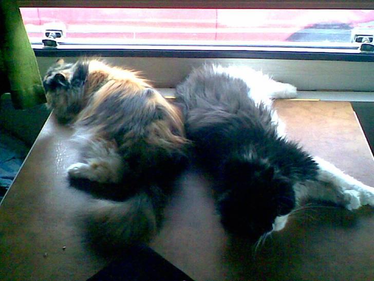 Perser Dee Dee - Vores to øjestene. billede 13