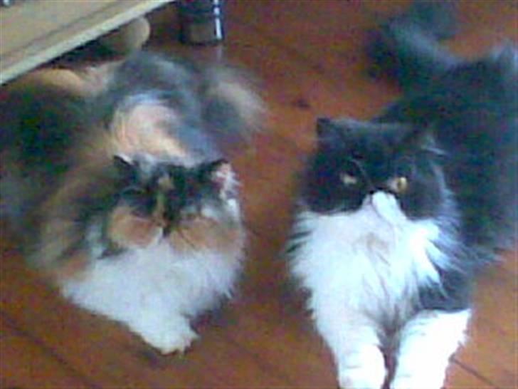 Perser Lady - Lady og hendes halv lille søster Dee Dee (: billede 12