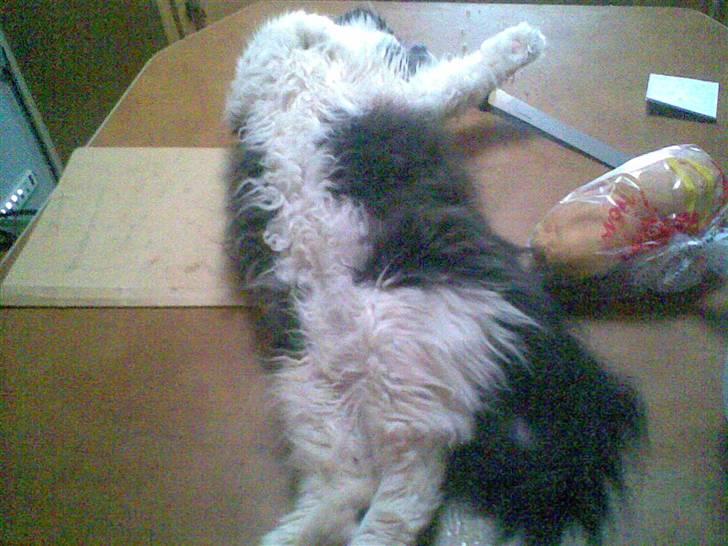 Perser Lady - Haha, totalt afslappet. billede 13