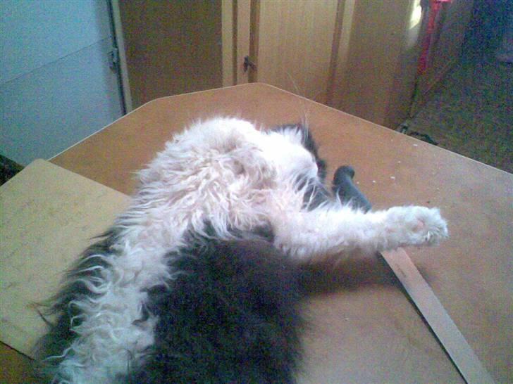 Perser Lady - Grr. billede 14