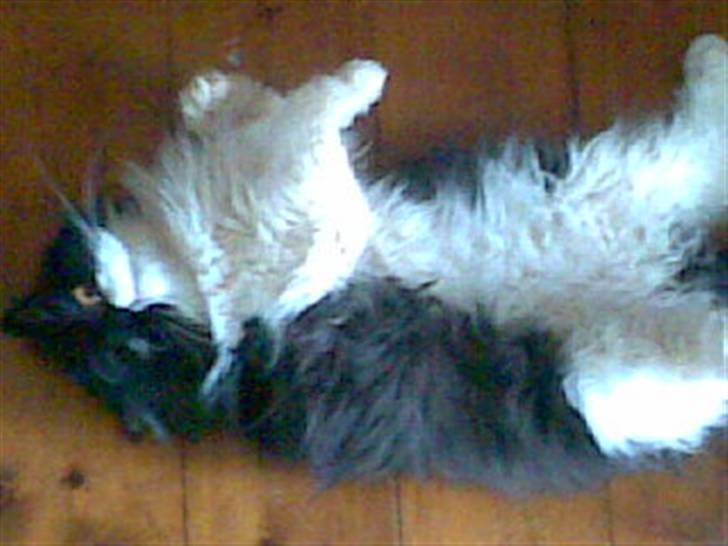 Perser Lady - Åh, man kan ikke andet end at holde af hende. billede 15