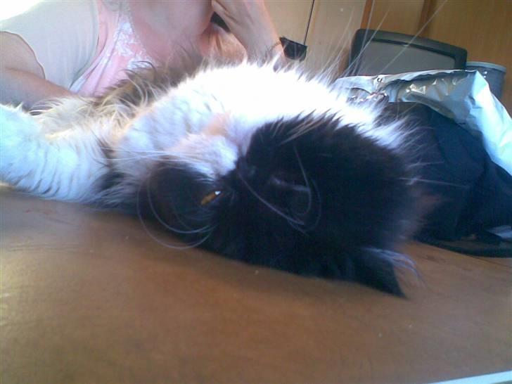 Perser Lady - nurhh! billede 16