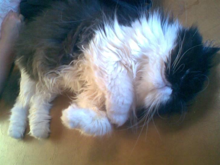 Perser Lady - snork. billede 17