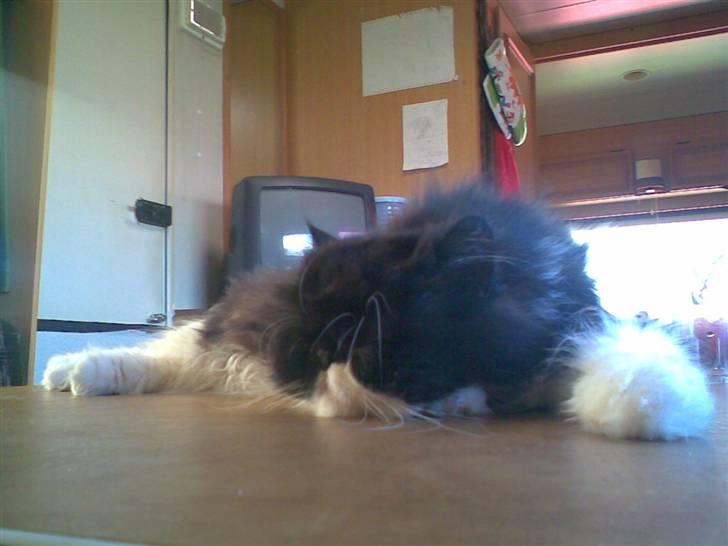 Perser Lady - haha, sødt. billede 18