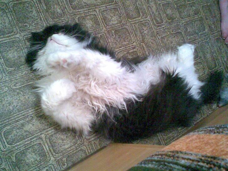 Perser Lady - dejlig stilling kære ven? billede 19