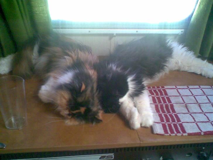 Perser Lady - Lady og hendes halv lille søster Dee Dee (: billede 20