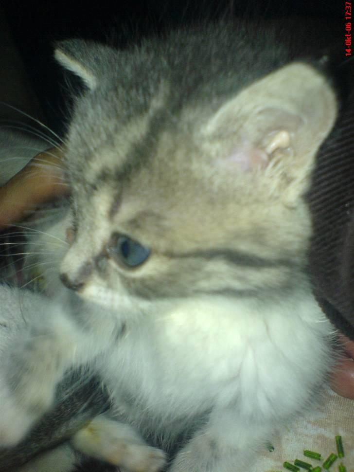 Huskat /Orientaler Miss Ruth billede 17
