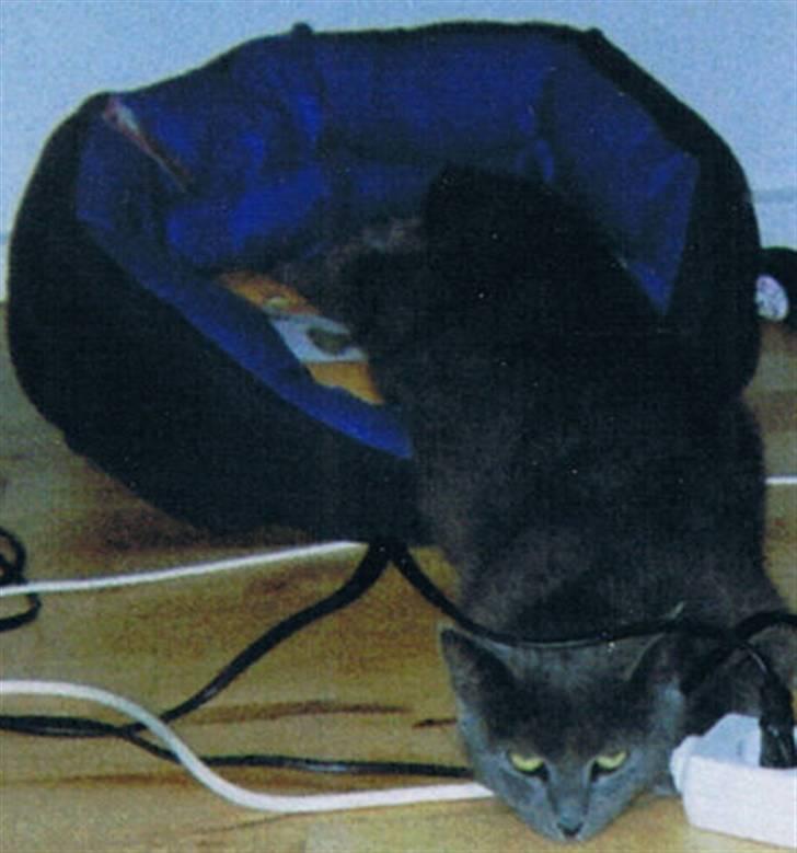 Russian Blue Muggi billede 5