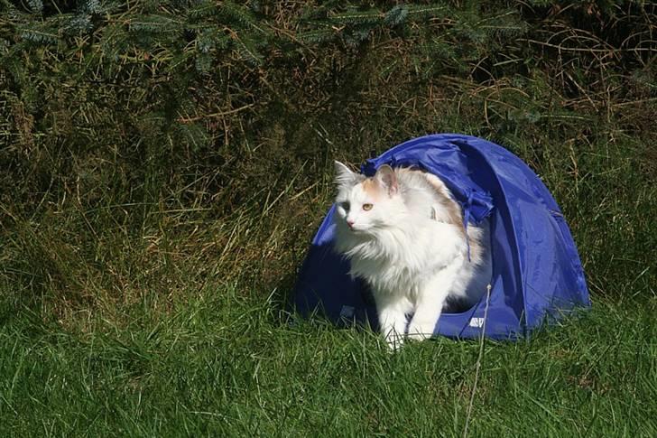 Norsk Skovkat Abi - Sommerferie juli 2008. Abi tæt på sin 1 års fødselsdag billede 15