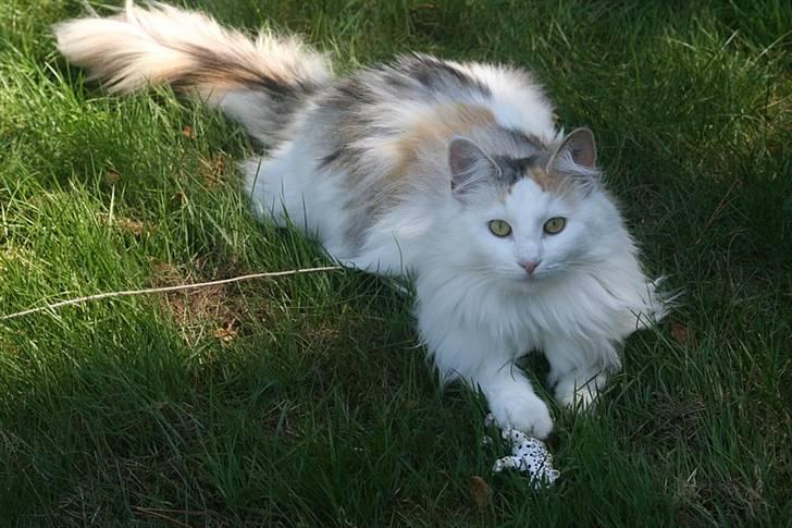 Norsk Skovkat Abi - Sommerferie juli 2008. Abi tæt på sin 1 års fødselsdag. Her har hun fanget et legetøjsdyr billede 16