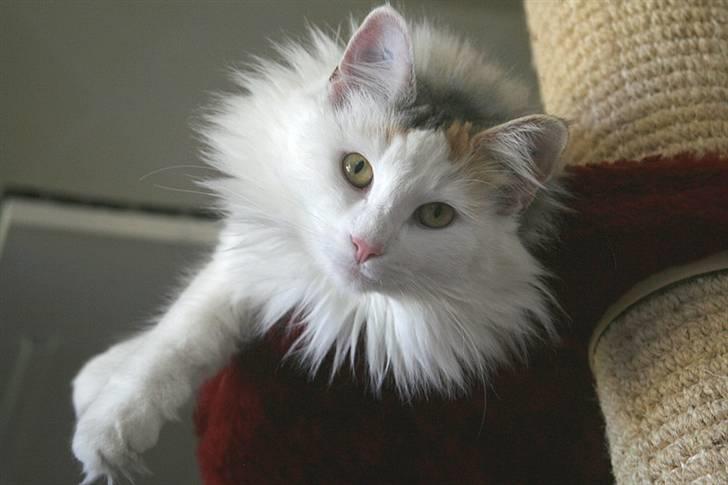 Norsk Skovkat Abi - Abi knap 11 mdr.  billede 17