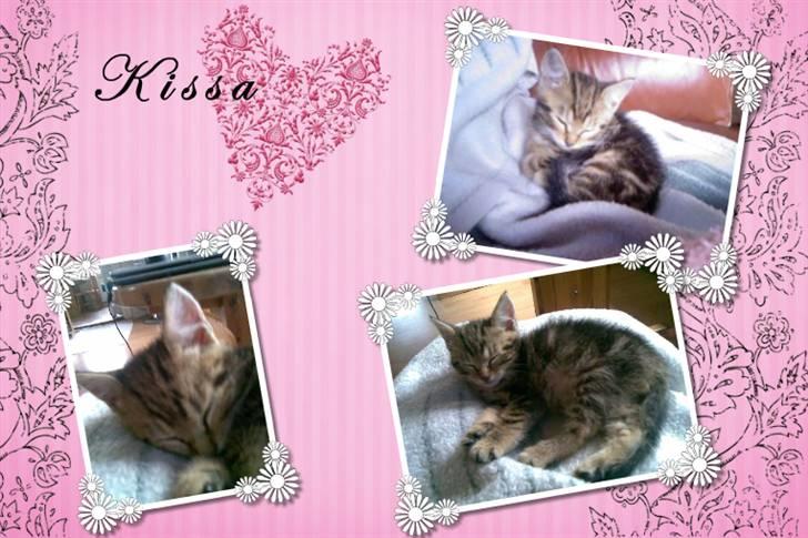 Huskat Kissa billede 9