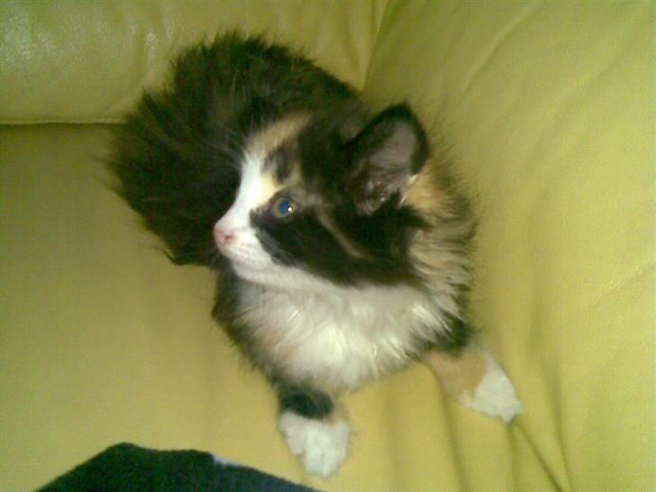 Norsk Skovkat Lille My - My i sofaen :) billede 2