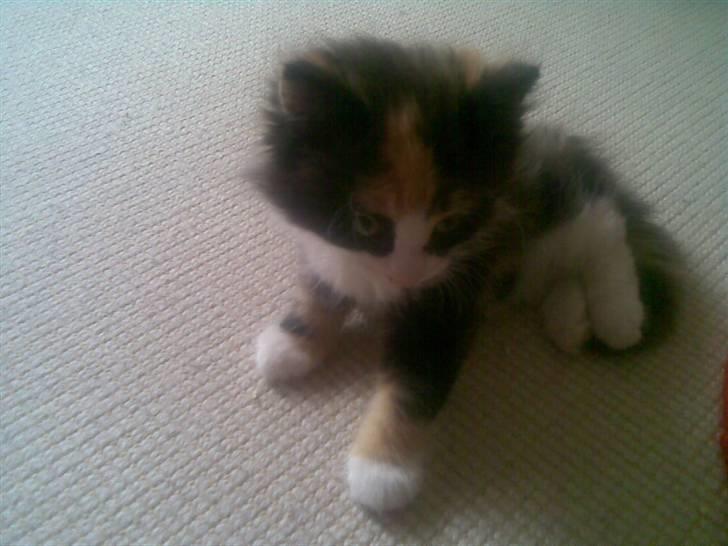 Norsk Skovkat Lille My - Lige da vi havde fået hende hjem. En træt lille pige :) billede 3