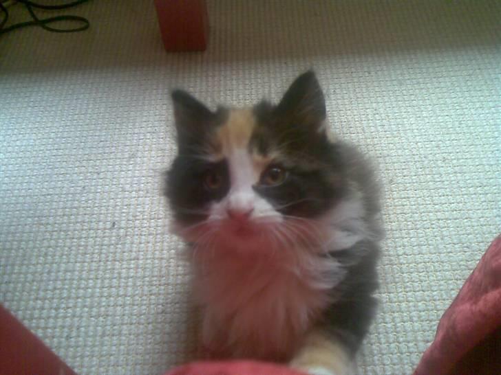 Norsk Skovkat Lille My - Hva sker der her?? :O billede 4