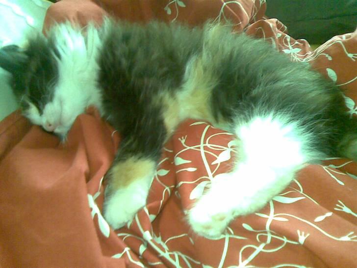 Norsk Skovkat Lille My - En træt lille My :) billede 5