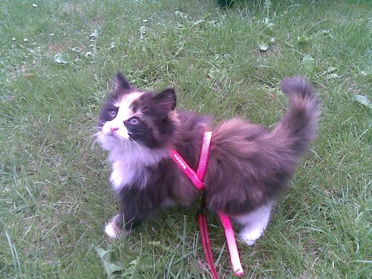 Norsk Skovkat Lille My - My ude i haven, med sin fine pink sele :) billede 6