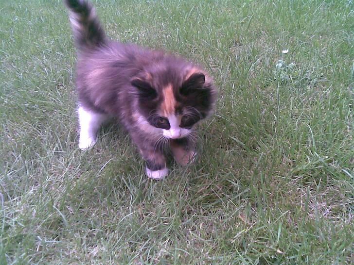 Norsk Skovkat Lille My - My i haven for første gang :) billede 7