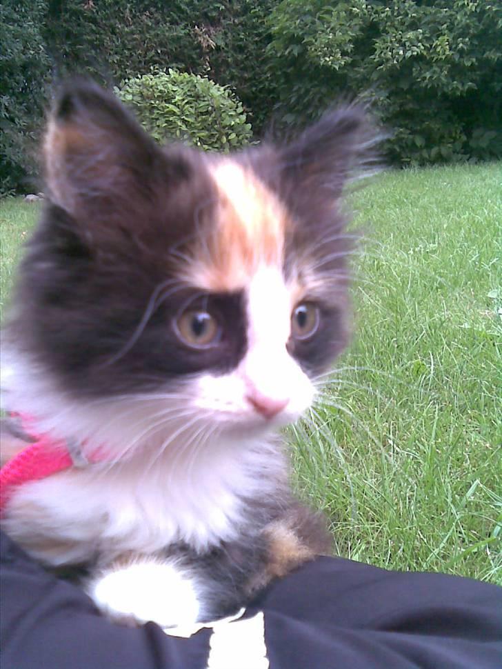 Norsk Skovkat Lille My - Uha. Verden er meget større udenfor :) billede 8