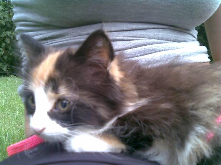 Norsk Skovkat Lille My - - Og lidt farlig xD billede 9