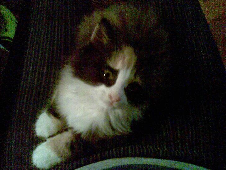 Norsk Skovkat Lille My - Hej mor xD billede 10