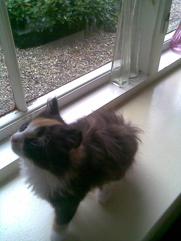 Norsk Skovkat Lille My - HVa er det her? billede 11