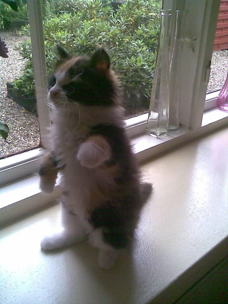 Norsk Skovkat Lille My - Dumme blomst. Nu får du! :D billede 12