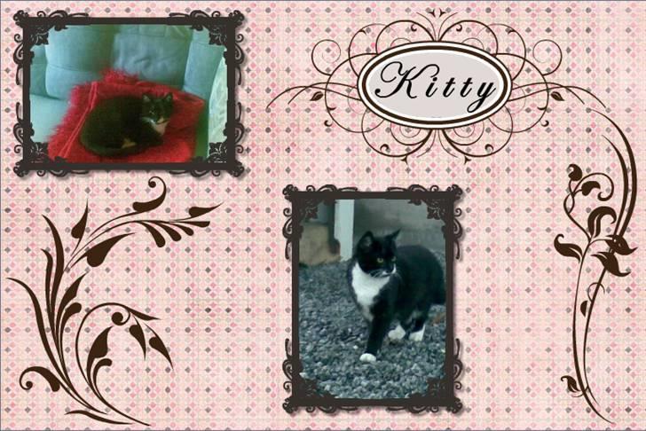 Huskat Kitty billede 12