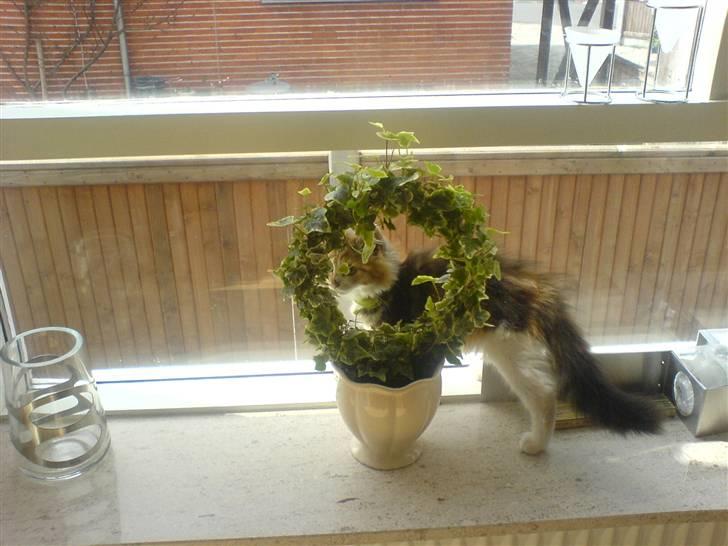 Maine Coon MissYa 03.05. - Mor? -Er det dig der har sat en blomst her hvor jeg plejer at sidde? billede 14