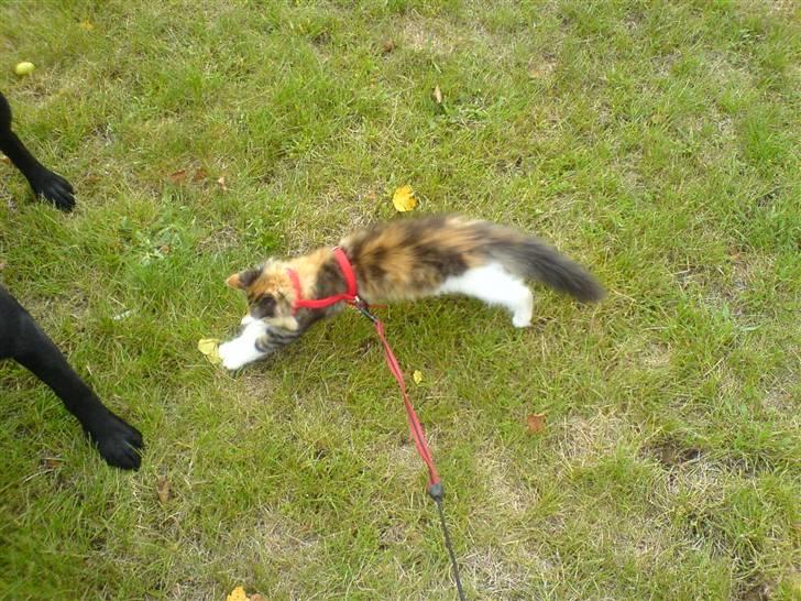 Maine Coon MissYa 03.05. - Første tur i den nye have. Øv bøv at jeg har snor på. billede 15